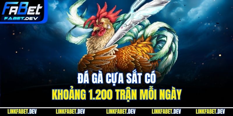 Đá gà cựa sắt có khoảng 1.200 trận mỗi ngày