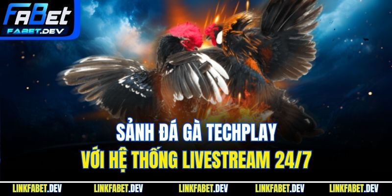 Sảnh đá gà Techplay với hệ thống livestream 24/7