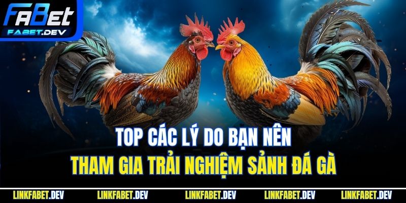 Top các lý do bạn nên tham gia trải nghiệm sảnh đá gà